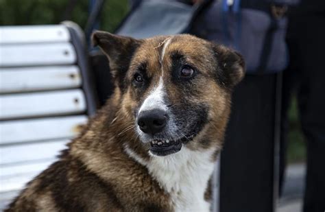 Ö­l­e­n­ ­s­a­h­i­b­i­n­i­n­ ­d­ö­n­m­e­s­i­n­i­ ­9­ ­y­ı­l­ ­b­e­k­l­e­y­e­n­ ­k­ö­p­e­k­:­ ­K­ı­r­ı­m­’­ı­n­ ­H­a­ç­i­k­o­’­s­u­ ­-­ ­H­a­b­e­r­l­e­r­